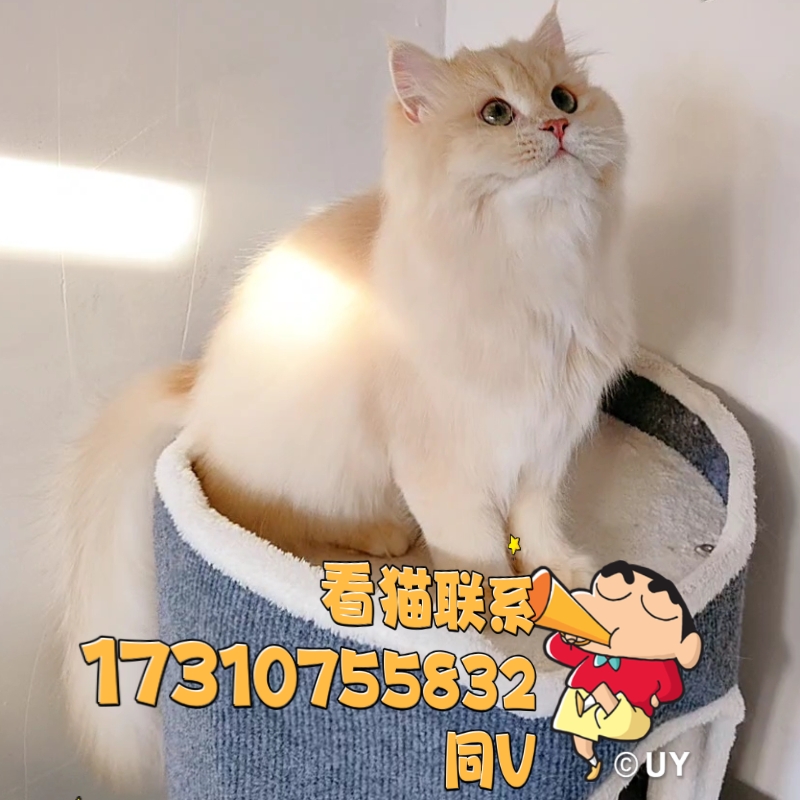 熊板蓝金焦糖妹妹